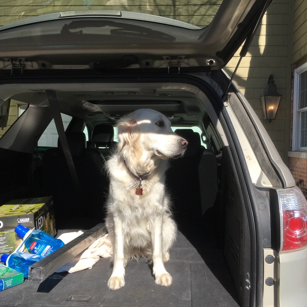 Meet your Posher, Grace